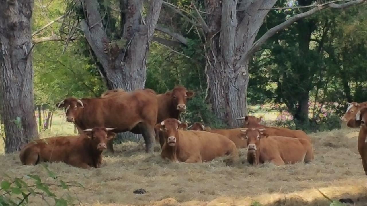 Le Savoir Vivre Bonnes (Charente) Exterior foto